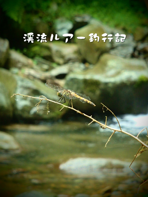 P9160065.jpg