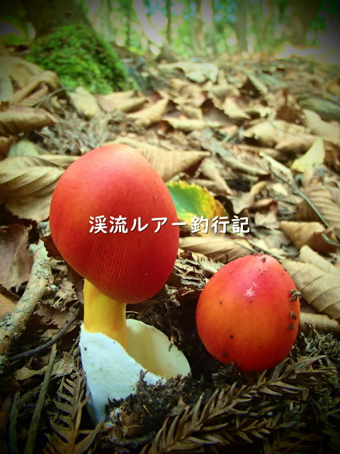 P9180003 (2).jpg