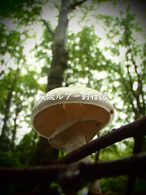 P9190004 (2).jpg