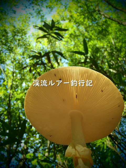 P9260049 (2).jpg