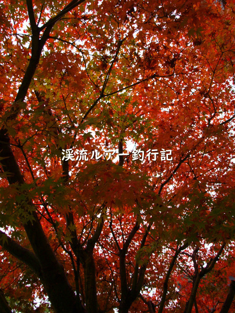 PB239223 (2).jpg