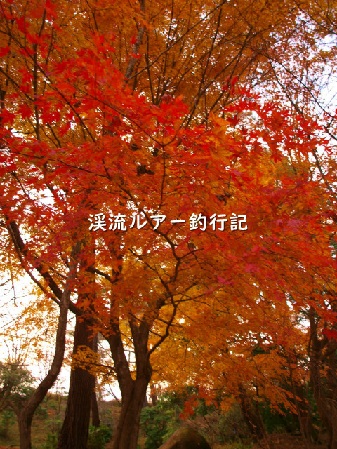 PB299513 (2).jpg