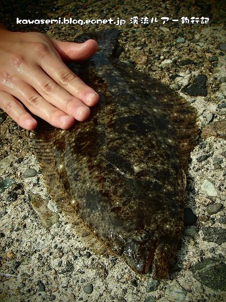 P8100039_01